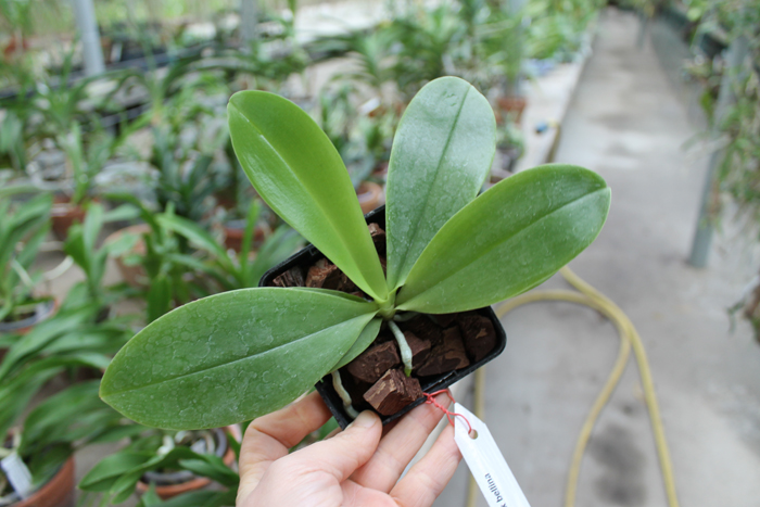 Phalaenopsis Samera x bellina.jpg