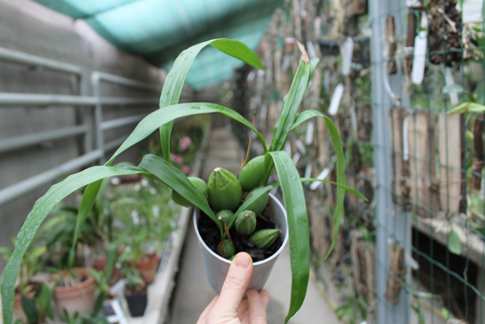 Coelogyne cristata.jpg
