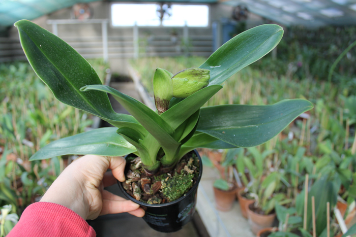 Paphiopedilum Lippewunder.jpg
