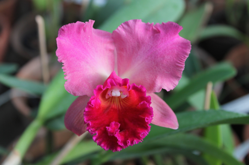 Potinara (Brassolaeliocattleya Toshie Aoki x Sophrolaeliocattleya Final Touch 'Mendenhall').jpg