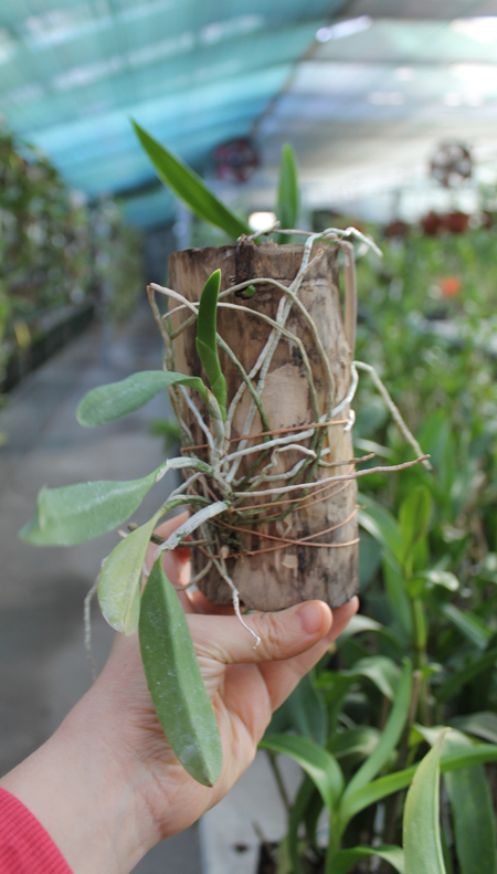 Laelia pumila 'Topazio Vermelho' (Z-71) x Laelia pumila 'Granada'.jpg