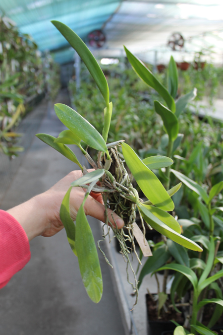 Laelia praestans 'Black Lip' XXX x Laelia praestans 'Daniel' XXX.jpg