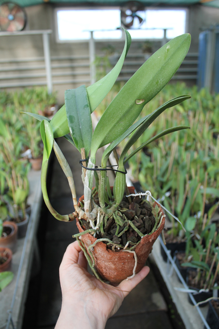 Cattleya lueddemanniana escura x Cattleya lueddemanniana 'Labelo Dourado'.jpg
