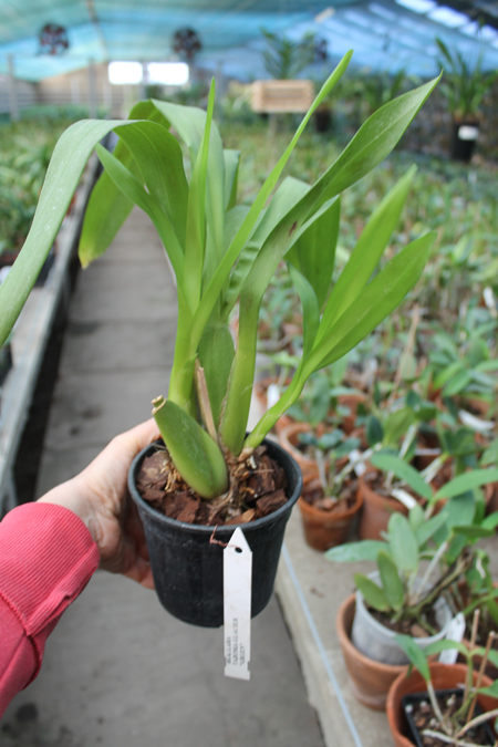 Beallara Tahoma Glacier 'Green'.jpg