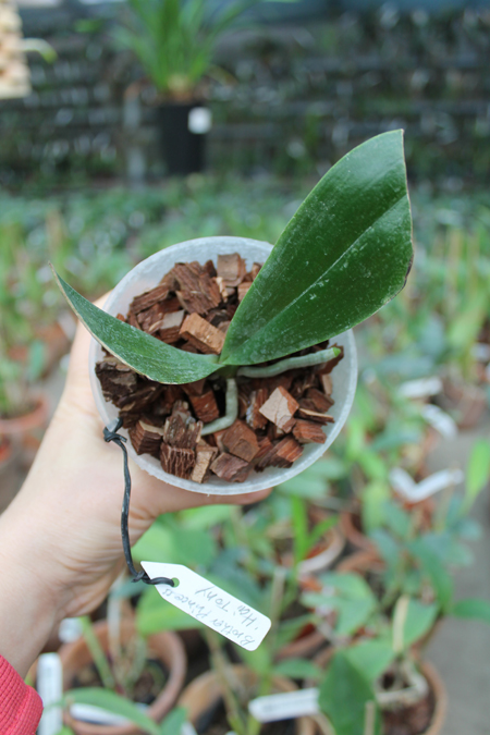Phalaenopsis Brother Princess 'Hai-Tung'.jpg