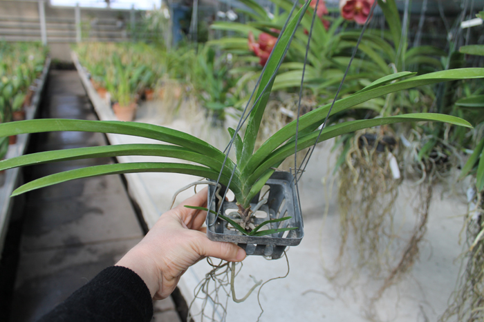 Vanda sanderiana.jpg