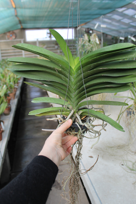 Vanda Robert Delight 'Ink Star'.jpg
