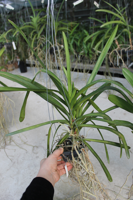 Rhynchorides Memoria Suranaree (Aerides lawrenceae x Rhynchostylis coelestis).jpg