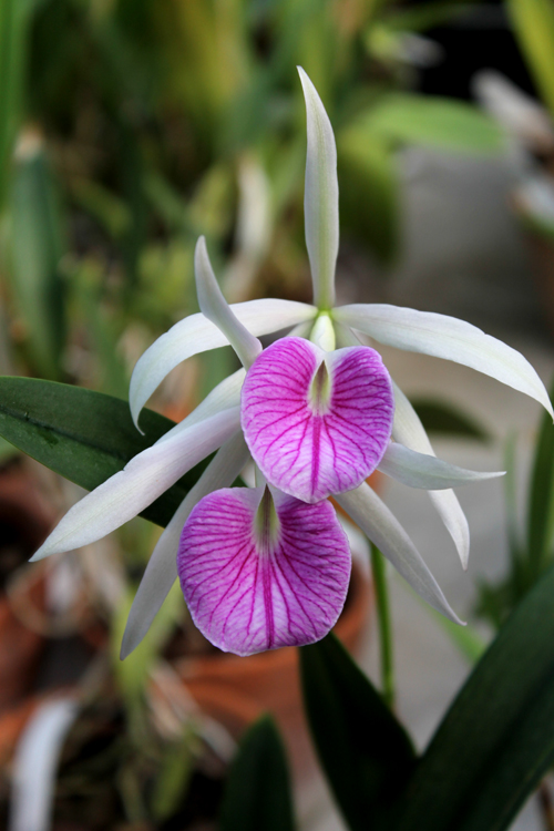 Brassolaelia Morning Glory 'Valentine Kiss'.jpg