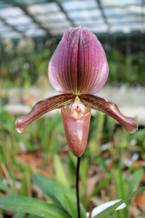 Paphiopedilum Ruby Leopard Vini x charlesworthii.jpg