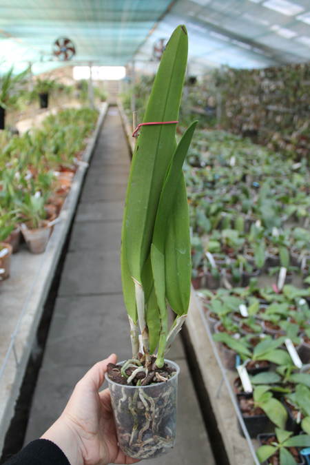 Cattleya maxima var coerulea.jpg