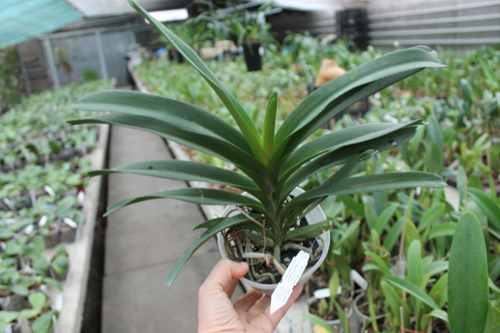 Vanda Pak Chong Blue.jpg