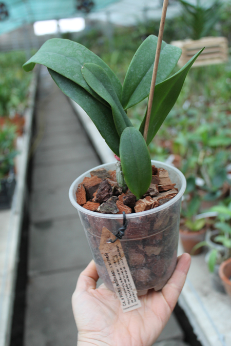Cattleya x Whitei (schilleriana x warneri).jpg