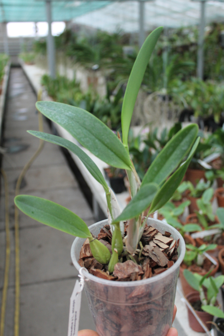 Laelia anceps lineatha x Laelia anceps pelorica 'Roeblingiana'.jpg