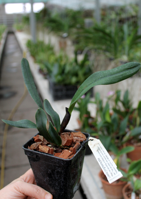 Laelia jongheana alba.jpg