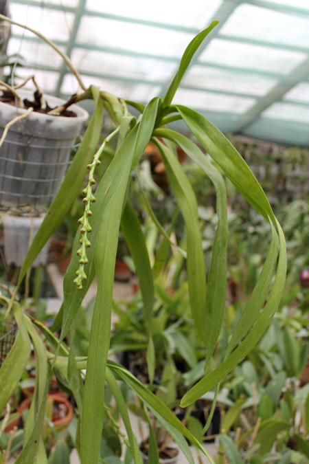 Aerides lawrenciae.jpg