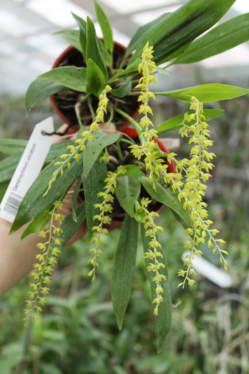 Dendrochilum uncatum.jpg