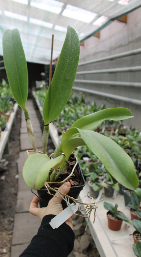 Laeliocattleya Dinard 'Blue Heaven'.jpg