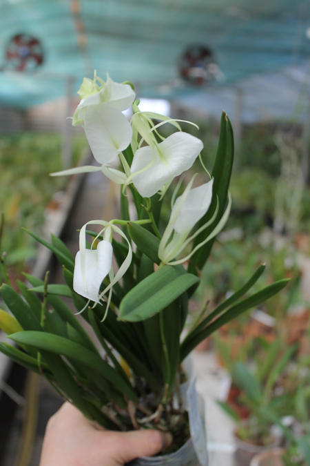 Brassavola nodosa 'Panama Soiree'.jpg