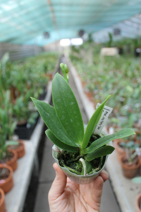 Phalaenopsis Joy Fairy Tale 'Joy'.jpg