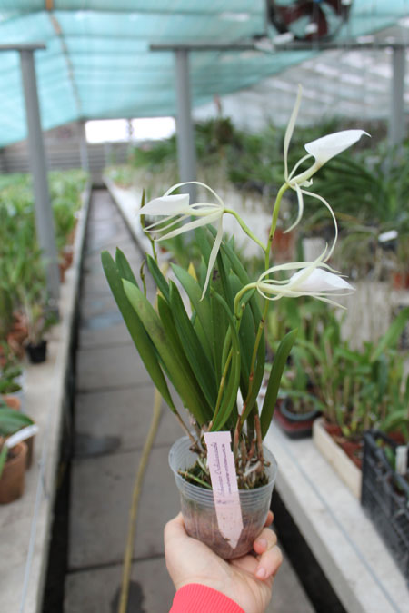 Brassavola nodosa 'Panama Soiree'.jpg