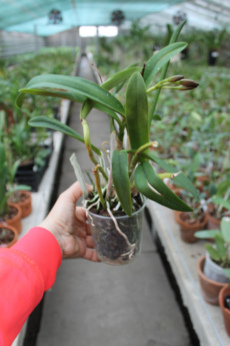 Potinara Tzeng Wen Beauty x Sophrolaeliocattleya Barefoot Mailmen.jpg