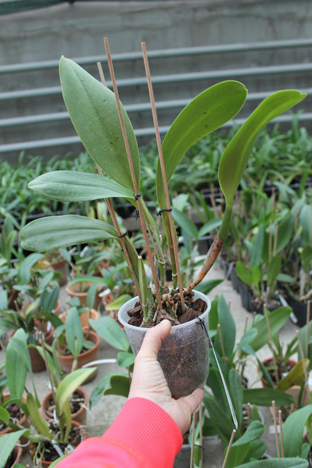 Potinara Spanish Eyes 'Tian Mu'.jpg