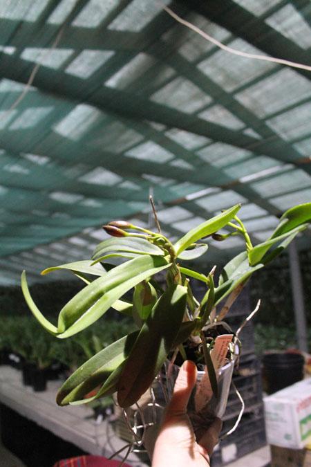 Potinara Tzeng Wen Beauty x Sophrolaeliocattleya Barefoot Mailmen.jpg