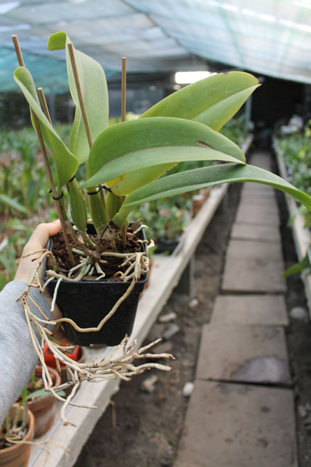 Laeliocattleya Dinard 'Blue Heaven'.jpg