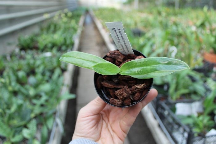 Paphiopedilum sanderianum.jpg
