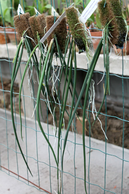 Trichocentrum cebolleta.jpg