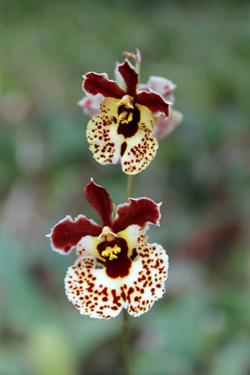 Oncidium (Tolumnia) hybrids.jpg