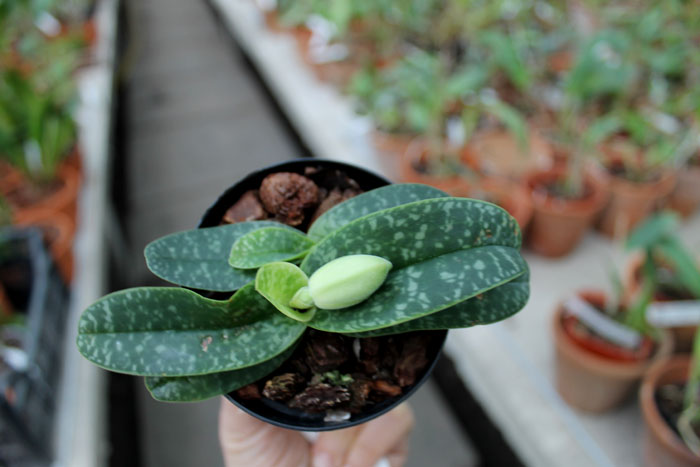 Paphiopedilum wellesleyanum album x Iratsume album.jpg