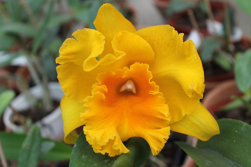 Potinara Haw Yuan Gold 'YC#2'.jpg