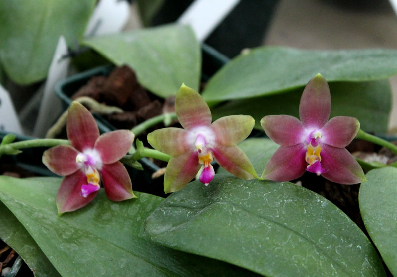 Phalaenopsis Penang Girl.jpg