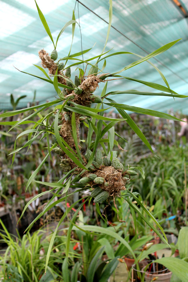 Coelogyne cristata.jpg