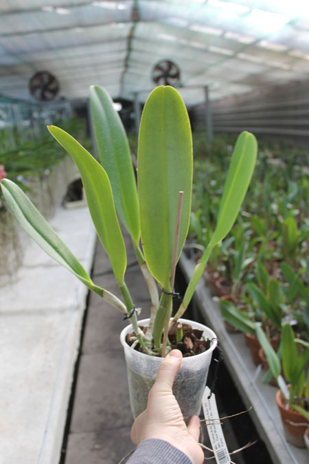 Brassolaeliocattleya Toshie Aoki 'Pizazz Subv OC'.jpg