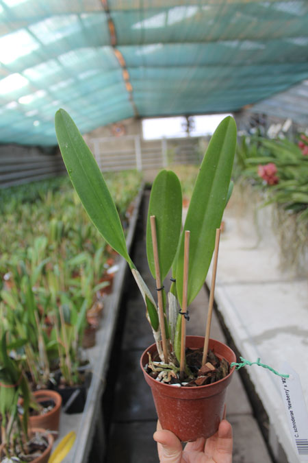 Cattleya schroderae 'Newberry' x '#2.jpg