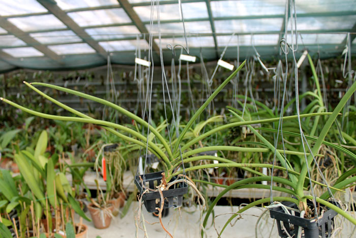 Paraphalaenopsis labukensis x Vanda denisoniana.jpg