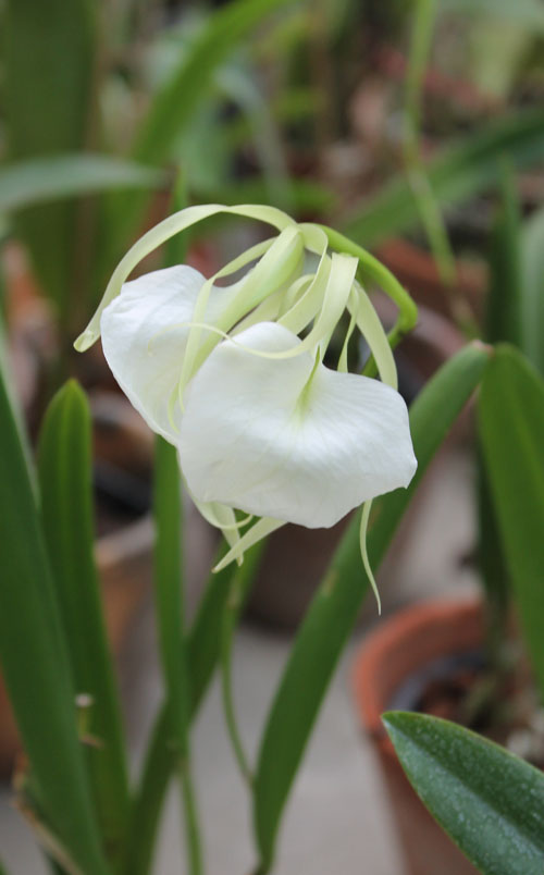 Brassavola nodosa 'Panama Soiree'.jpg