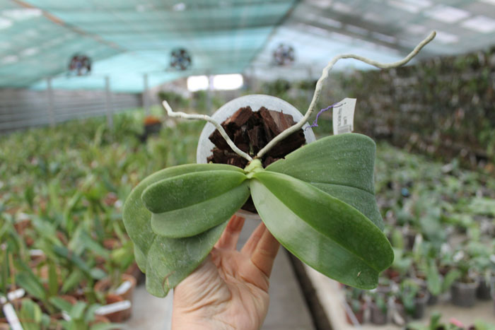 Phalaenopsis Coral Isles x Princess Kaiulani 'TH'.jpg