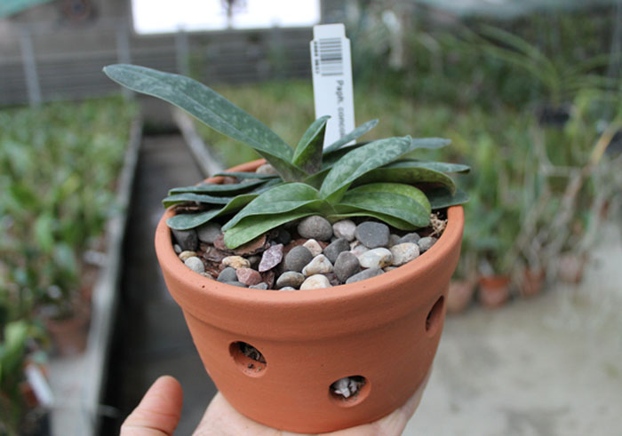 вазон для башмачков.jpg