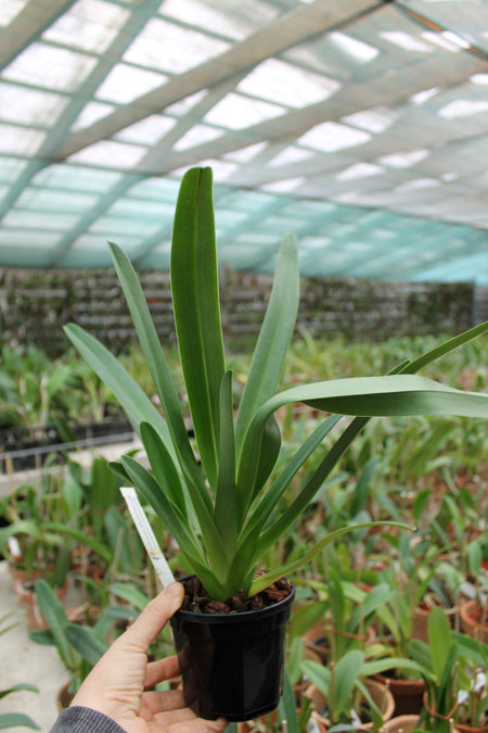 Paphiopedilum Berenice (lowii x philippinense).jpg