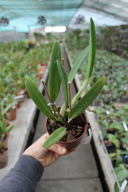 Cattleya maxima rubra 'Lojana' x SELF.jpg