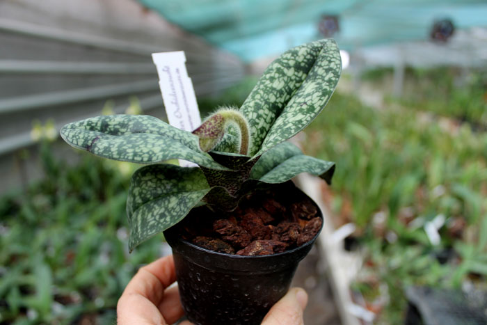 Paphiopedilum delenatii.jpg