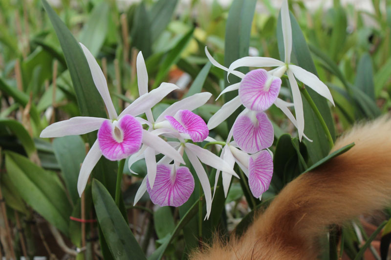 Brassolaelia Morning Glory 'Valentine Kiss'.jpg