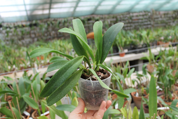 Laeliocattleya Pure Soul 'Yutaka Morimoto'.jpg