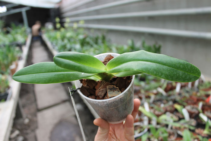 Paphiopedilum supardii.jpg