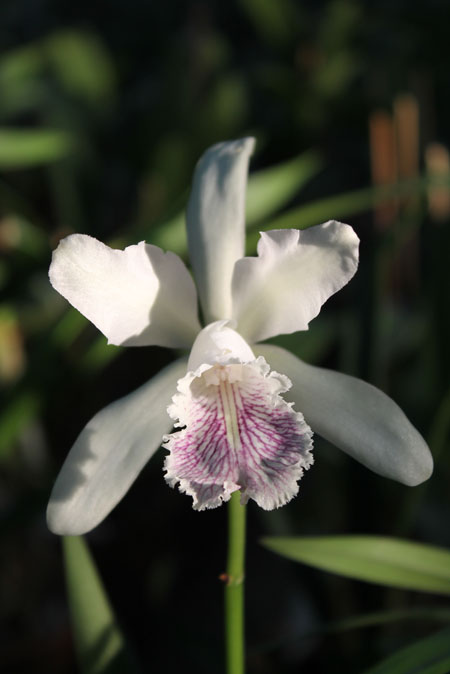 Cattleya Dominiana.jpg