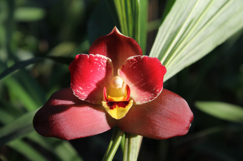 Angulocaste Red Jewel.jpg